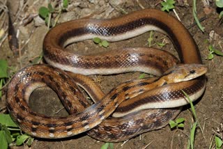 Arrow headed Trinket snake Found in dantewada