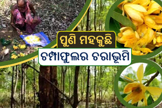 ରକ୍ଷଣା ବେକ୍ଷଣା ଲୋଡୁଛି ପାପଡାହାଣ୍ଡିର ଚମ୍ପାଫୁଲ ଚରାଭୂମି