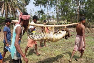 Crocodile in Pathar Pratima News