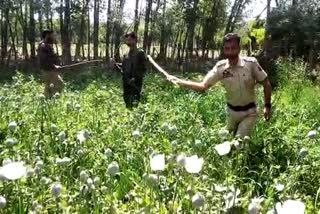 Drive Against Poppy Cultivation : بانڈی پورہ، کولگام میں پوست، بھنگ کی فصل تباہ