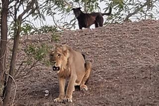 dog chases lion in rajkot