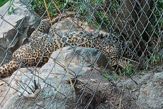 leopard trapped in wire