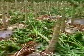 papaya crop destroyed due to heavy rain