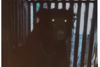 Bear captured in vijayanagar