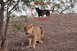 Brave Dog Chases Away Lion in Rajkot Goes Viral