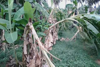 banana trees damaged in Thirupattur  banana trees damaged due to heavy rain  heavy rain in thirupattur  திருப்பத்தூரில் கனமழை  கனமழையால் வாழைமரம் சேதம்  திருப்பத்தூர் மழை பாதிப்பு