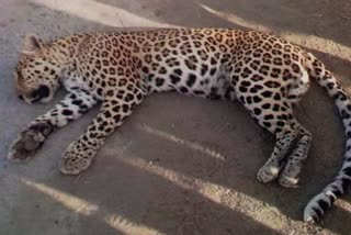 panther died in road accident in Udaipur