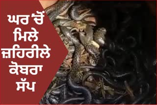 UP 90 cobra snakes found in house of Ambedkarnagar district