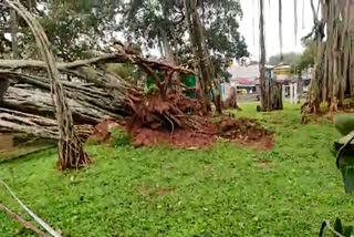 historic-bengaluru-big-banyan-tree-parts-fell-down-due-to-rain