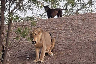 The dog chased the lion