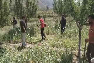 5-lakh-worth-poppy-bhang-crops-destroyed-at-soafshali-kokernag