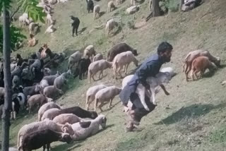 بڈگام میں زمین دھنسنے سے درجنوں بھیڑ  زندہ دفن