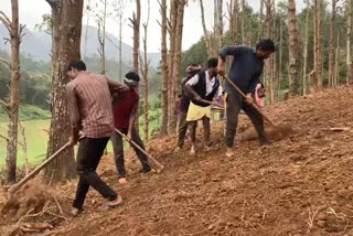 വന്യമൃഗ ശല്യത്തെ അതിജീവിച്ച് പച്ചക്കറി കൃഷി  ചിന്നക്കനാല്‍ കോളനിക്ക് സഹായവുമായി കൃഷി വകുപ്പ്  Vegetable cultivation to survive wildlife disturbance  Chinnakanal Colony