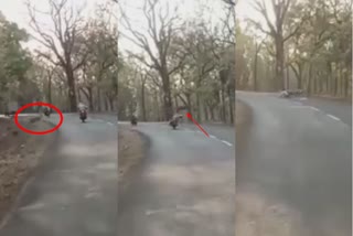 chital jumped over bike rider