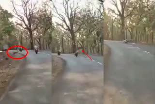 Deer jumped over bike rider in Balaghat, Deer jumped over bike rider in MadhyaPradesh, MadhyaPradesh news, ಬಾಲಾಘಾಟ್​ನಲ್ಲಿ ಬೈಕ್ ಸವಾರನ ಮೇಲೆ ಹಾರಿದ ಜಿಂಕೆ, ಮಧ್ಯಪ್ರದೇಶದಲ್ಲಿ ಬೈಕ್ ಸವಾರನ ಮೇಲೆ ಜಿಗಿದ ಜಿಂಕೆ, ಮಧ್ಯಪ್ರದೇಶ ಸುದ್ದಿ,