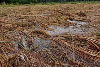 ദുരിതം വിതച്ച് വേനല്‍ മഴ  ഹെക്‌ടര്‍ കണക്കിന് നെല്‍ പാടങ്ങള്‍ നശിച്ചു  വായ്‌പ തിരിച്ചടക്കാനാവാതെ കര്‍ഷകര്‍  കര്‍ഷകര്‍ ദുരിതത്തില്‍  നെല്‍ കൃഷി നശിച്ചു  heavy summer rains  Farmers in Kozhikode district are suffering due to heavy summer rains