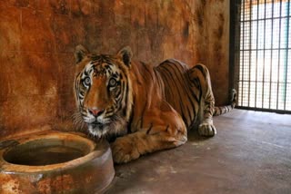 tiger-rama-died