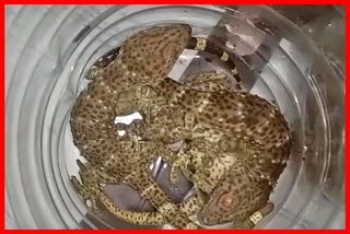 one-person-arrested-in-tezpur-with-gecko-snake