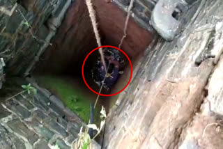 State Disaster Response Force save the dog that fell into the well