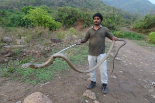 13-foot King Cobra Caught at Oil Plantation at Madugula