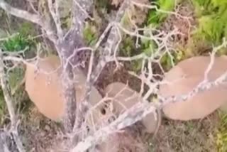 Thrill video of a Man Climbs on tree to escape from Elephants