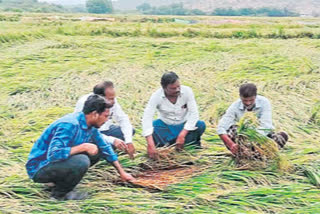 Loss to farmers due to asani cyclone
