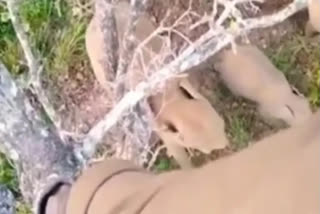 Thrill video of a Man Climbs on tree to escape from Elephants