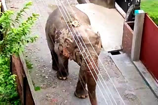 elephant enters in locality at Sukna in Siliguri