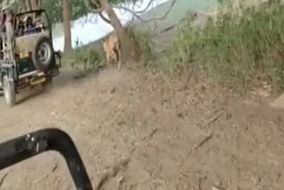 Tiger ran after gypsies in Ranthambore