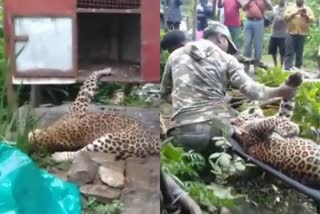 Leopard found death Valparai  Leopard found death Valparai in thrissur  തൃശൂരിലെ വരട്ടുപ്പാറ എസ്റ്റേറ്റില്‍ പുലി ചത്ത നിലയില്‍  വാല്‍പ്പാറയിലെ വരട്ടുപ്പാറ എസ്റ്റേറ്റില്‍ പുലിയുടെ ജഡം കണ്ടെത്തി  തൃശൂര്‍ ഇന്നത്തെ വാര്‍ത്ത  Thrissur todays news