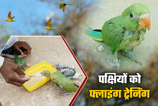 Uday gives free flying training to birds in Ranchi