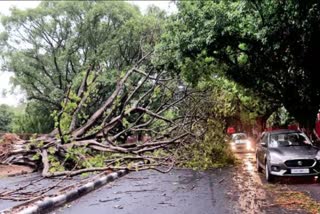 Tree fell on bike rider in Ramnagar