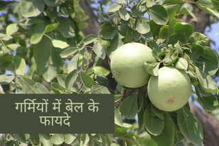 how is bael good for health, what are the beenfitsof bael, how is bael good for health, healthy eating tips