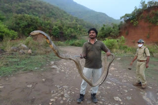 13 foot King Cobra Caught at Oil Plantation at Madugula