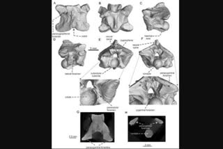 Scientists discover 35 million-year-old rare snake fossil from Ladakh