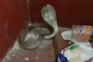 snakes shifted safely into the forest