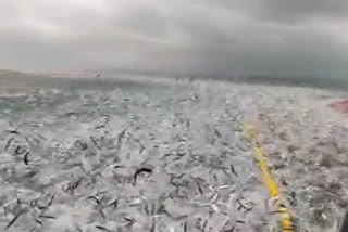 fest-of-bhuthayi-fish-in-coastal-area-kaupu