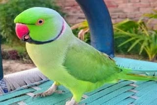 Parrot missing report in Jagdalpur