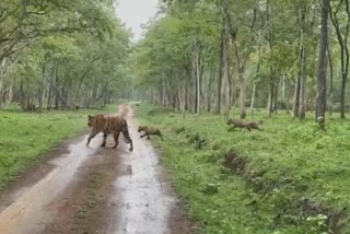 Four cubs seen with tigress in Nagarhole National Park