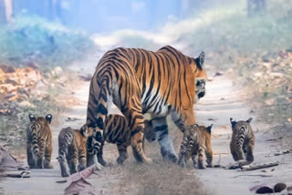 Karnataka: Tigress crossing road with four cubs at Nagarahole National Park