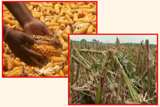 Farmers Damaged Crops