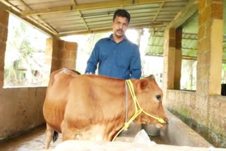 cow produce milk before delivery  kannur 11 month cow produce milk  പ്രസവിക്കാതെ പശുക്കിടാവ് പാല്‍ ചുരക്കുന്നു  കാങ്കോല്‍ പതിനൊന്ന് മാസം പ്രായമുള്ള പശു പാല്‍ ചുരക്കുന്നു  കണ്ണൂർ പശുക്കിടാവ് പാല്‍ ചുരക്കുന്നു  കണ്ണൂർ പശുക്കിടാവ് പാല്‍ ചുരത്തുന്നു