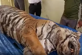 Watch: Ranthambore forest officials mourn T61's death