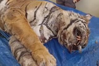 T 61 Tigress Died