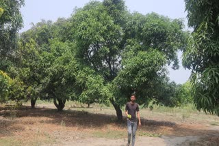 Rudrapur Mango Crop