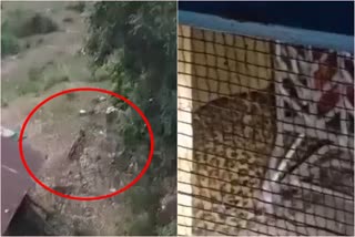 leopard terror in nainital