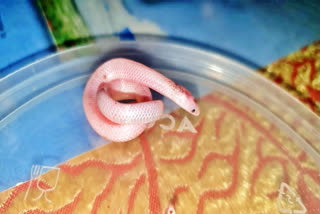 Rare albino striped narrow headed snake found in Nigiris