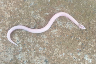 nilgiri narrow head snake  albino spicies snake in nilgiri  ആല്‍ബിനോ സ്‌പീഷിസ് പാമ്പ്  നിലഗിരി ആല്‍ബിനോ സ്‌പീഷിസ് പാമ്പ്  നിലഗിരി അപൂര്‍വയിനം പാമ്പുകള്‍