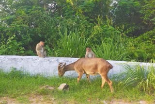 வால்பாறையில் சாலையில் உணவுப் பொருள்களை வீசும் பயணிகள்- விலங்குகள் விபத்துக்குள்ளாகும் அபாயம்