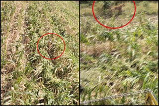 Leopard hulchal in kapparla village agriculture fields and video viral